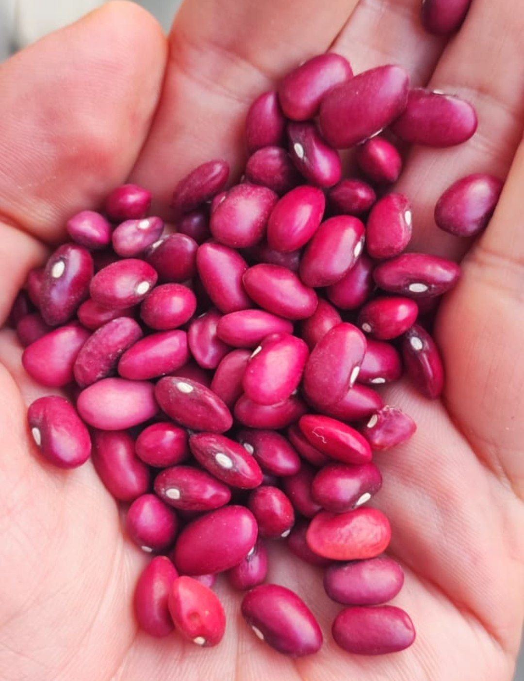 لوبیا قرمز ایرانی (کیسه 33 کیلویی)